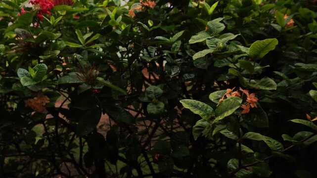 Dense garden shrub featuring green leaves and clusters of small orange and red Ixora flowers. Shot in low natural light, showing organic textures and shadows within the thick foliage.