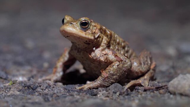 Common European Toad Holds Still on Ground, Rough Warty Skin and Earthy Tones - Handheld Ground Level Macro Shot