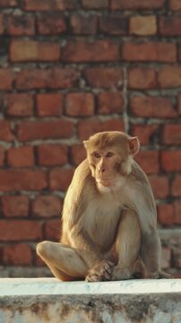 Agra, Uttar Pradesh, India. Monkey Sits On Wall And Chews. Animal Life In Urban Environment. Ani...
