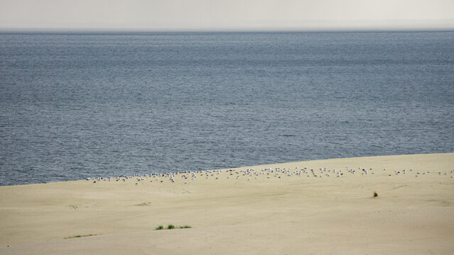 view from the Curonian Spit from the height of Efa