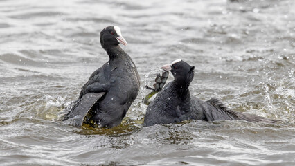 Obraz premium Eurasian Coots (Fulica atra) Fighting