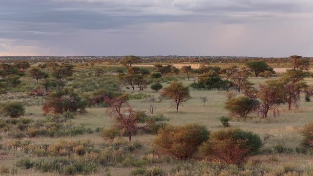 Expansive Kalahari Desert savanna in Namibia with acacia trees and group of animals grazing, revealing dramatic and wild African landscape