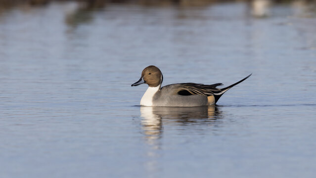 Male Northern Pintail (Anas acuta)