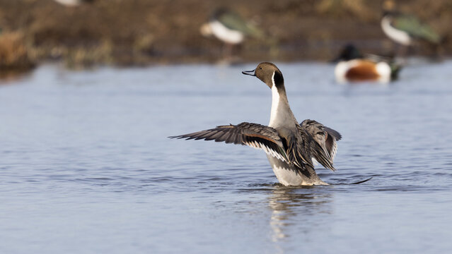 Male Northern Pintail (Anas acuta)