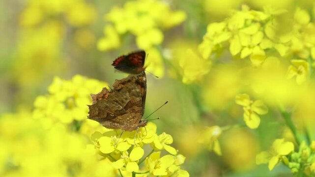 春の訪れの菜の花で吸蜜するテングチョウとシジミチョウ