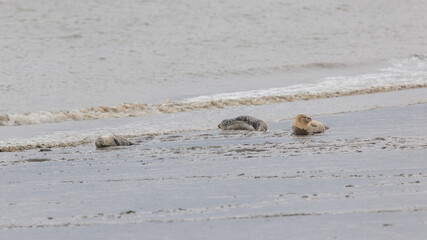 Common or Harbour Seals (Phoca vitulina) Hauled out on the Banks of the River Thames in London © Richard Hadfield
