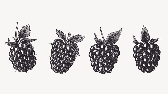Four stylized monochrome engravings of blackberries with leaves on a white background