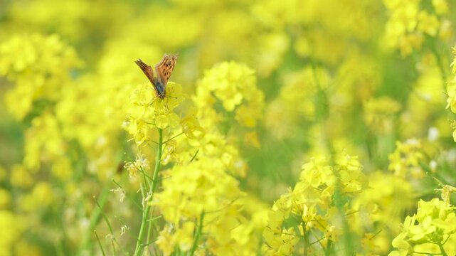 菜の花で吸蜜するテングチョウと春の訪れ