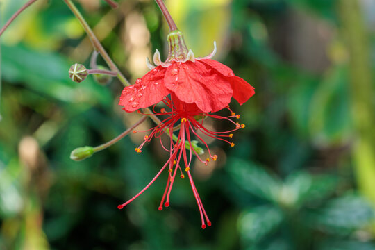Close-up of a red Chinese Lantern flower (Abutilon) with water drops on petals, exotic flowering maple blooming in a lush garden with soft bokeh background
