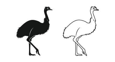 Fototapeta premium Emus: Unique Flightless Bird Illustrations Vector