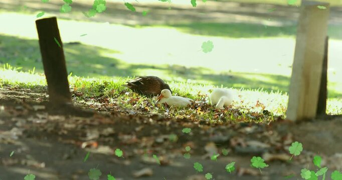 Sun patches shifting, adult duck guarding while two ducklings preening, pecking for safety in grass