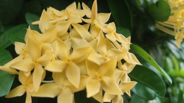 Yellow Ixora Flowers Swaying in Breeze &ndash; Tropical Garden Footage