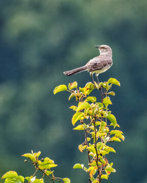 Northern Mockingbird perched on the top of a leafy branch, singing against a soft green blurred background. Wild songbird in natural habitat with copy space and vibrant foliage.
