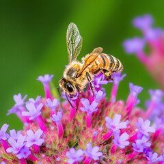 Macro photograph of a honey bee collecting nectar from small purple flowers, showing detailed wings and pollen. Pollinator insect in a colorful garden with soft green background. © Alexander Image