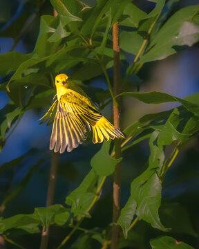 Bright yellow warbler captured mid-flight with wings spread among green leaves in warm sunlight, showing detailed feathers and vibrant color in a natural woodland setting.