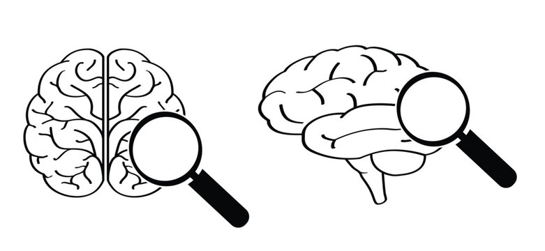 Anatomical human brain with magnifying-glass. Human brain silhouette icon. Human brain anatomy. Head view. World brain tumor day concept. simple line drawing or line pattern. Brains silhouette.