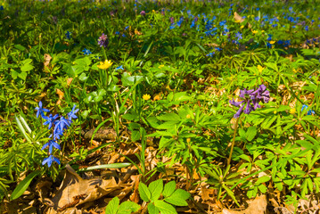closeup spring forest glade covered by a flowerd © Yuriy Kulik