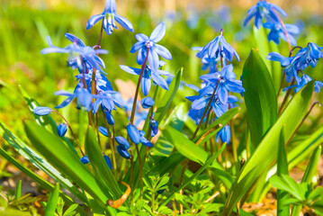 closeup heap of wild blue snowdrop flowers on spring forest glade © Yuriy Kulik
