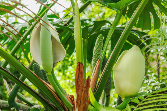 Different stages of Monstera deliciosa growth: closed flower buds, maturing green fruits on spadix