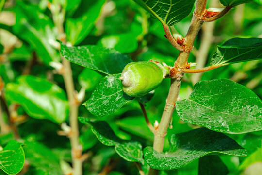 A developing green Ficus pumila fruit attached to a woody stem. Glossy leaves with a rough texture
