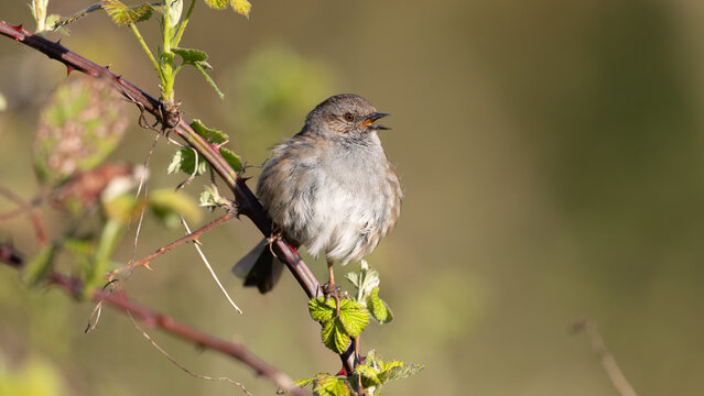 Dunnock (Prunella modularis) Singing