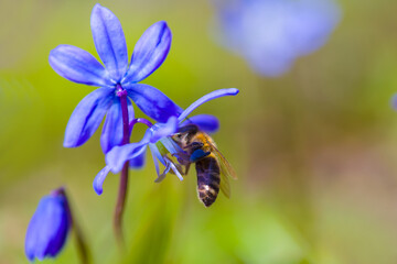 closeup bee on  wild blue snowdrop flowers on spring forest glade © Yuriy Kulik