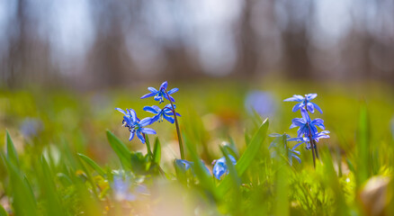 closeup heap of wild blue snowdrop flowers on spring forest glade © Yuriy Kulik