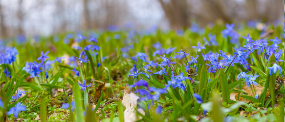 closeup heap of wild blue snowdrop flowers on spring forest glade © Yuriy Kulik
