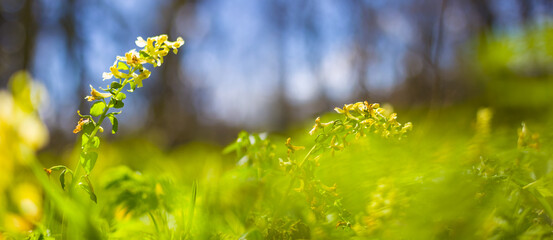 closeup spring forest glade covered by a flowerd © Yuriy Kulik
