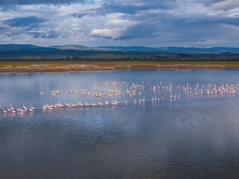Flamingos Drone Photo, Afyonkarahisar Turkiye (Turkey)