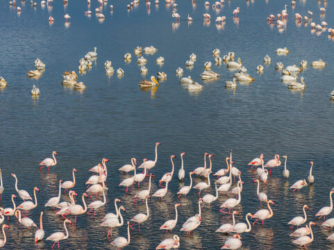 Flamingos Drone Photo, Afyonkarahisar Turkiye (Turkey)