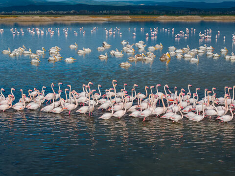 Flamingos Drone Photo, Afyonkarahisar Turkiye (Turkey)