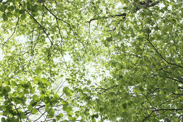 Fototapeta premium Fresh Green Canopy of Mixed Forest with Dappled Sunlight in Spring, Tohoku, Japan
