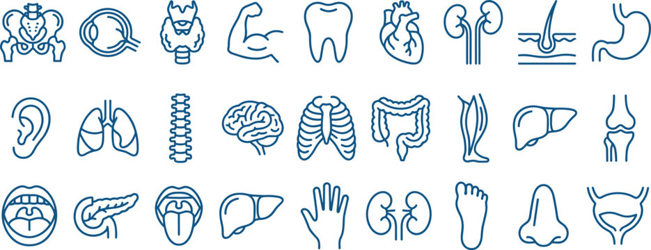 human internal organ anatomy icon set, medical line symbols of heart, brain, lungs, liver and digestive system on transparent background