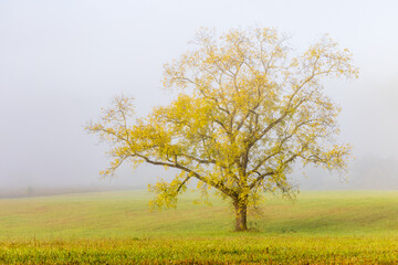 Fototapeta premium 66745-05106 Walnut tree in fall and fog Cades Cove Great Smoky Mountains National Park TN