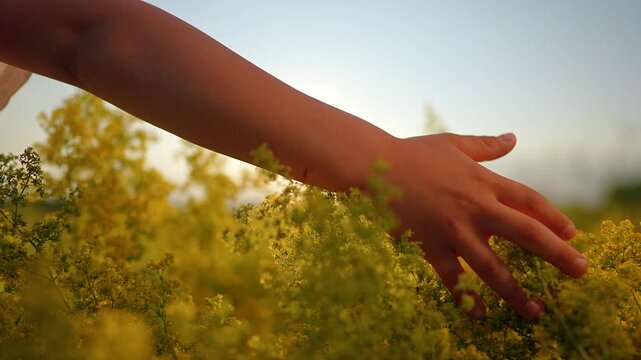 Hand glides through yellow wildflower field at golden sunset. Person touching flowers while walking in meadow. Hand brushes wildflower blooms. Gliding through yellow field at sunset light.