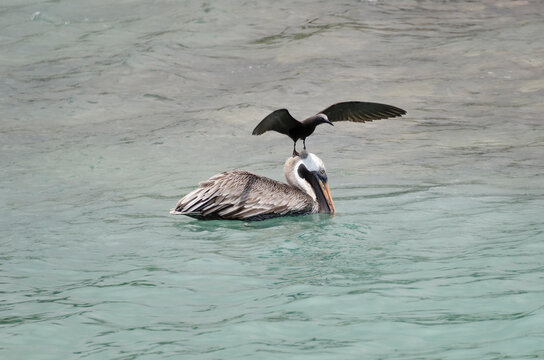 Brown noddy (Anous stolidus) perched on a brown pelican (Pelecanus occidentalis) floating in the water in the Galapagos Islands, Ecuador. Unique tropical seabird wildlife interaction.