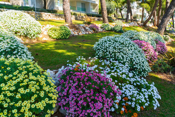 Obraz premium Landscaped garden with blooming bushes and flowers arranged in decorative composition near residential area. Concept of garden design, outdoor decoration