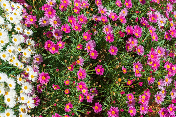 Fototapeta premium Bright pink and white daisy flowers in full bloom forming a colorful floral background in a garden. Concept of freshness, spring energy