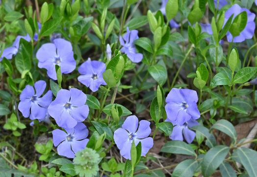 Lesser Periwinkle (Vinca minor)