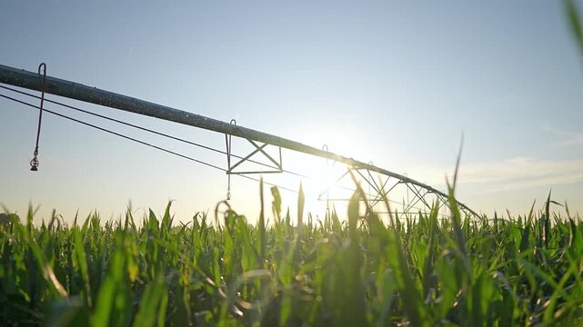 Irrigation pivot system waters corn field at sunrise. Agricultural sprinkler irrigates crops. Farm irrigation equipment in cornfield. Modern farming with irrigation technology. Corn grows under pivot.