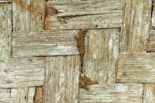 Details of damage to bamboo walls due to subterranean termite attacks