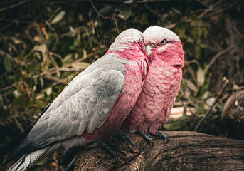 Rosakakadu im Vogelpark Niendorf © Elias