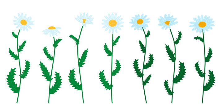 Vector collection of chamomile flowers featuring different branches with green leaves and white blossoms. Flat floral elements isolated on a white background, suitable for summer web and print designs
