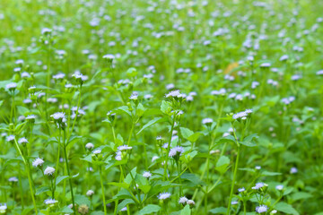 A stretch of Bandotan wildflowers (Ageratum conyzoides) growing abundantly in the green meadow © Hendri