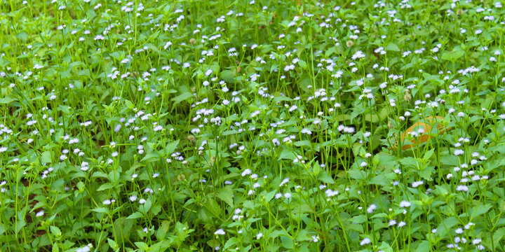 A stretch of Bandotan wildflowers (Ageratum conyzoides) growing abundantly in the green meadow