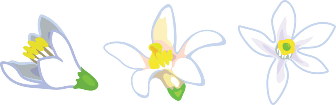 White citrus flowers of orange tree vector illustration set