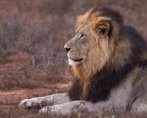Obraz premium Large male lion bushy mane picture close up of face at golden hour light wild natural south africa