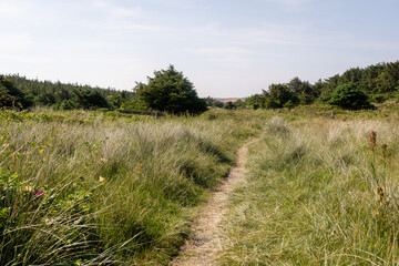 Fototapeta premium Narrow Sandy Path Through Dune Heath Landscape on Sylt Island Ge