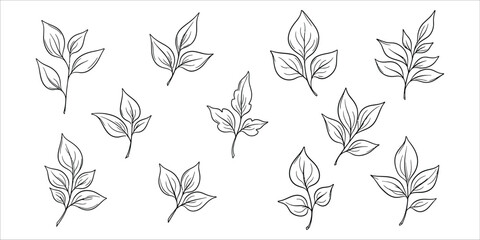 Fototapeta premium Botanical illustration collection of delicate hand drawn leaf sprigs